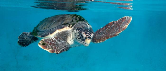 5 umweltfreundliche Familienaktivitäten auf Teneriffa, die man nicht verpassen sollte Coral Hotels 5 umweltfreundliche Familienaktivitäten auf Teneriffa, die man nicht verpassen sollte Coral Hotels